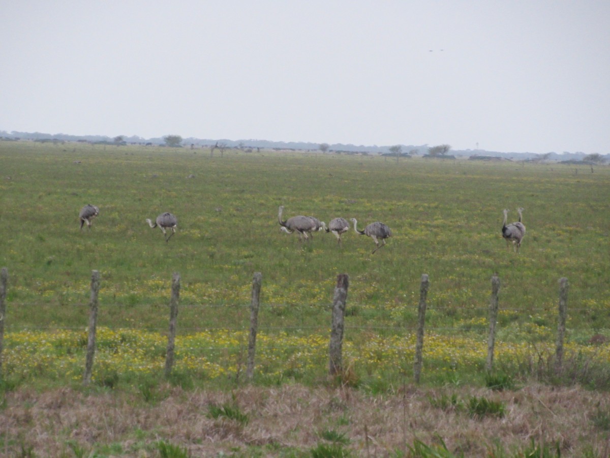 Greater Rhea - ML609190688