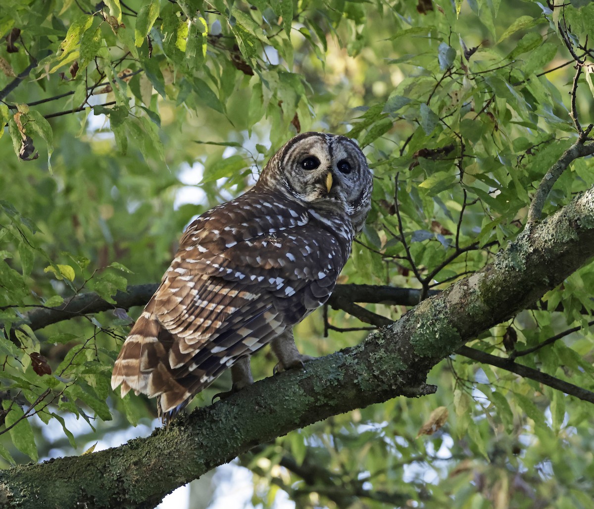Barred Owl - ML609190844