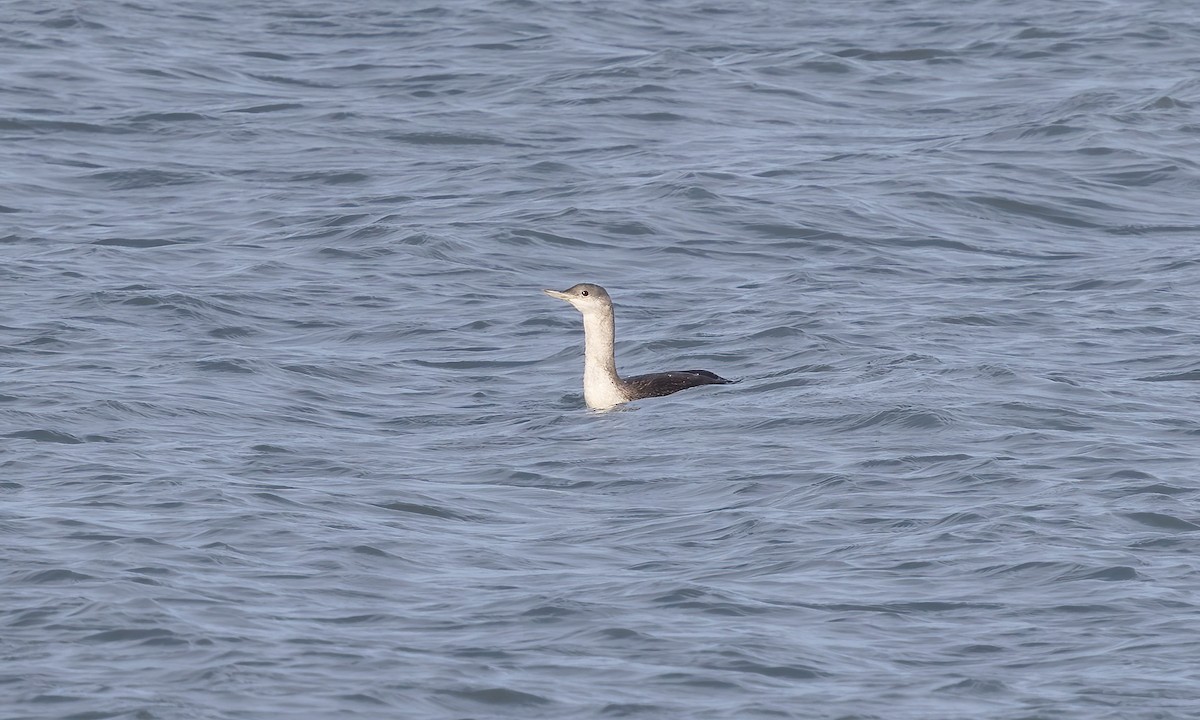 Red-throated Loon - ML609191676