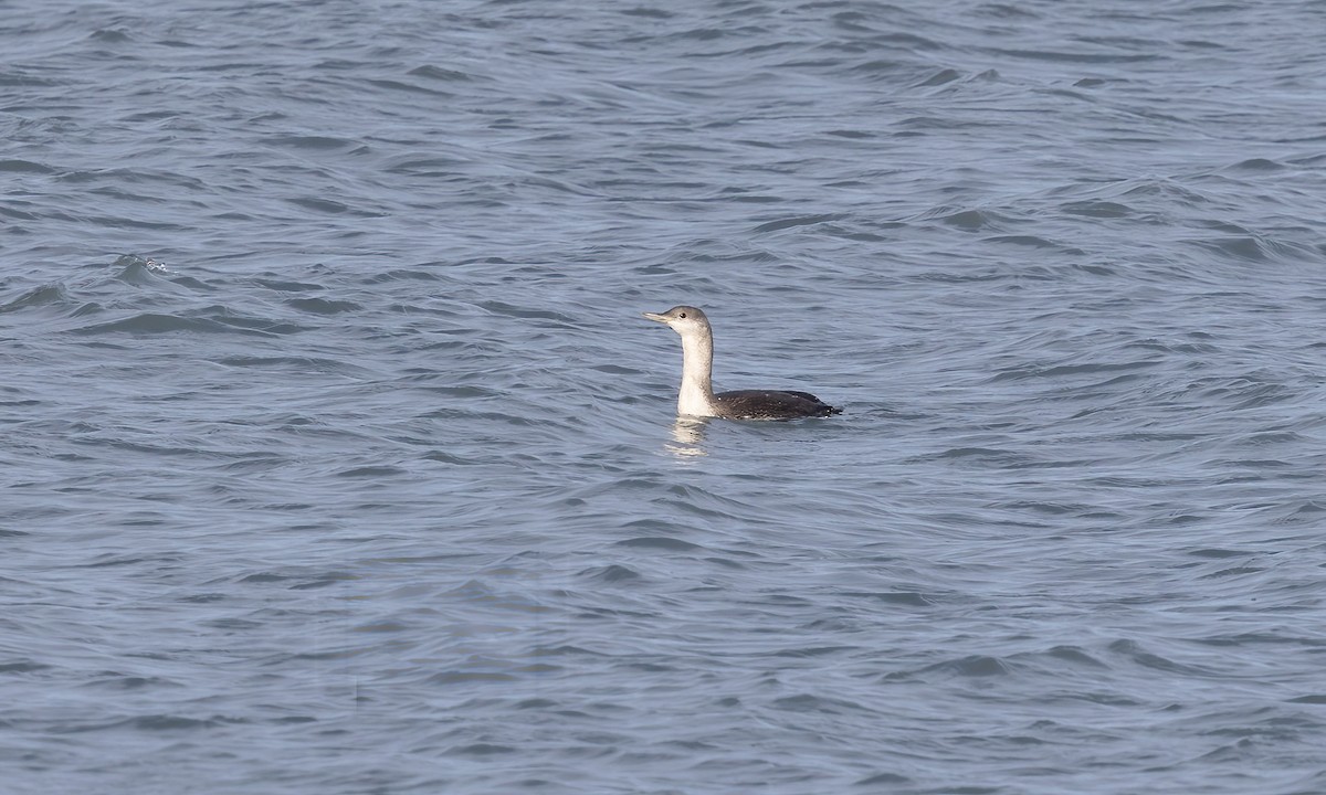 Red-throated Loon - ML609191677