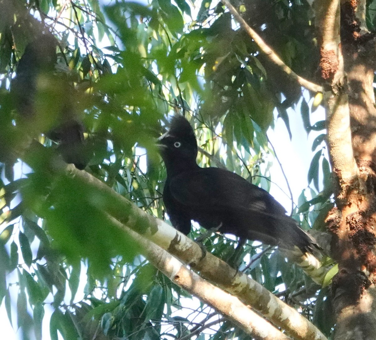 Amazonian Umbrellabird - ML609191696