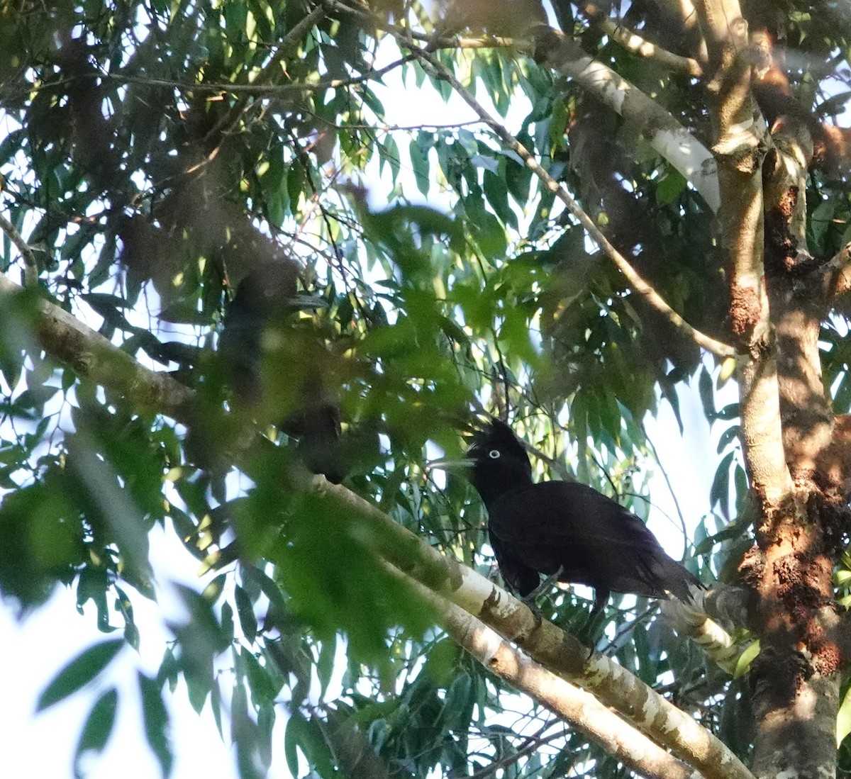 Amazonian Umbrellabird - ML609191697