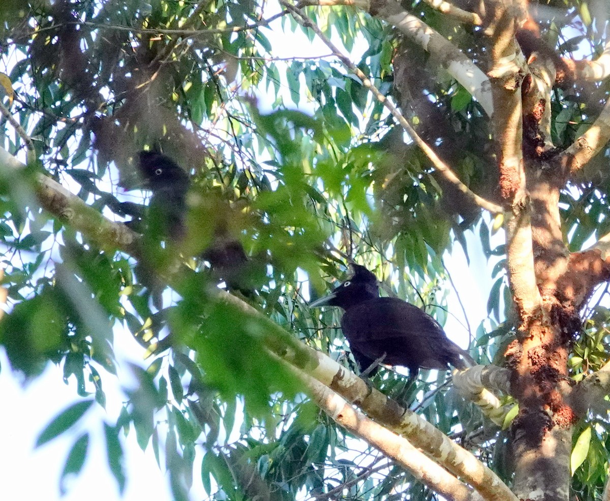 Amazonian Umbrellabird - ML609191698