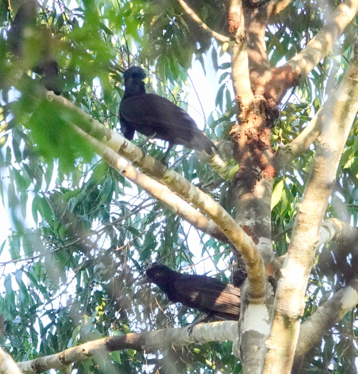 Amazonian Umbrellabird - ML609191723