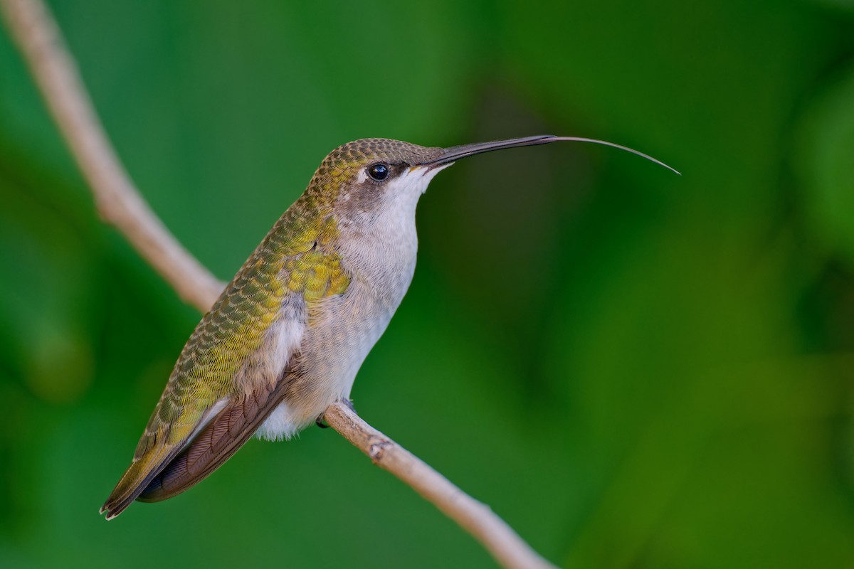 Ruby-throated Hummingbird - ML609192236
