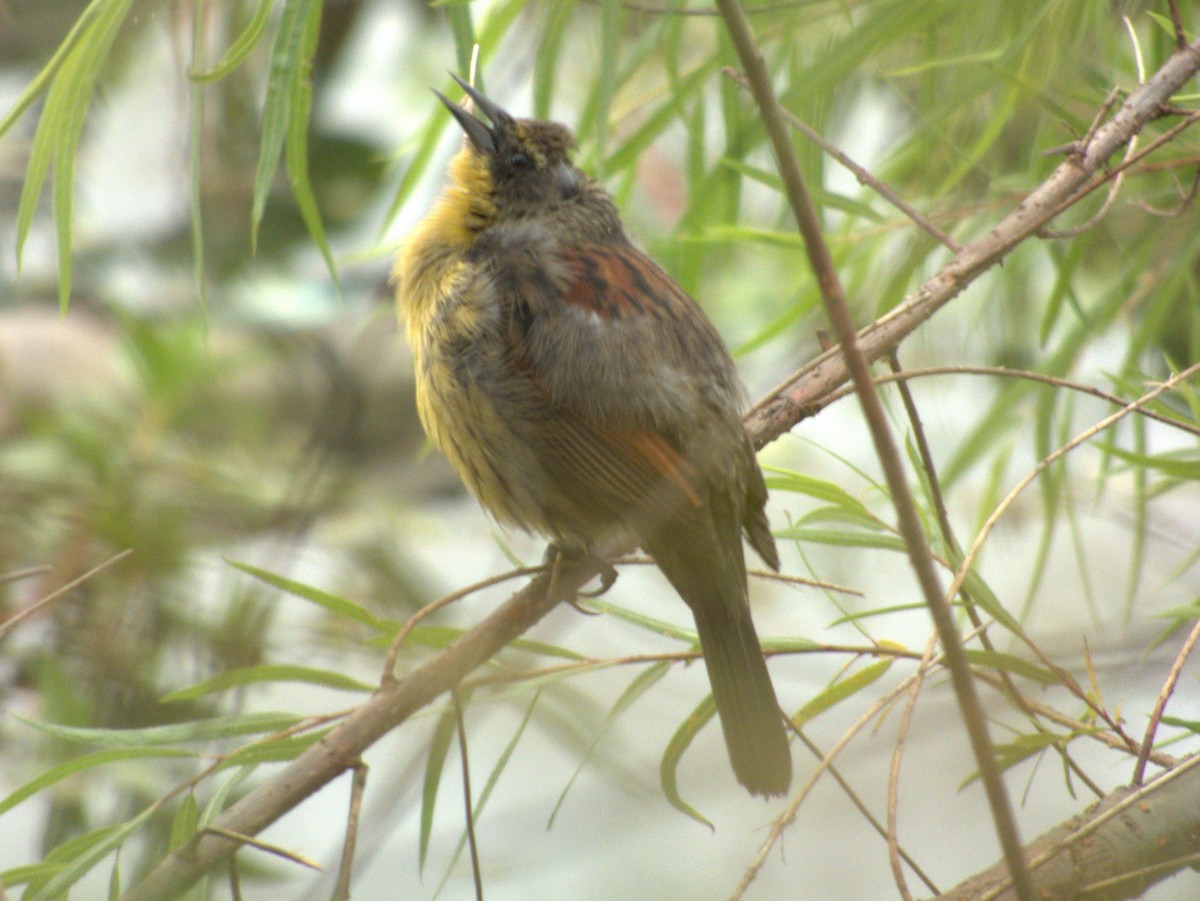 Unicolored Blackbird - ML609192552