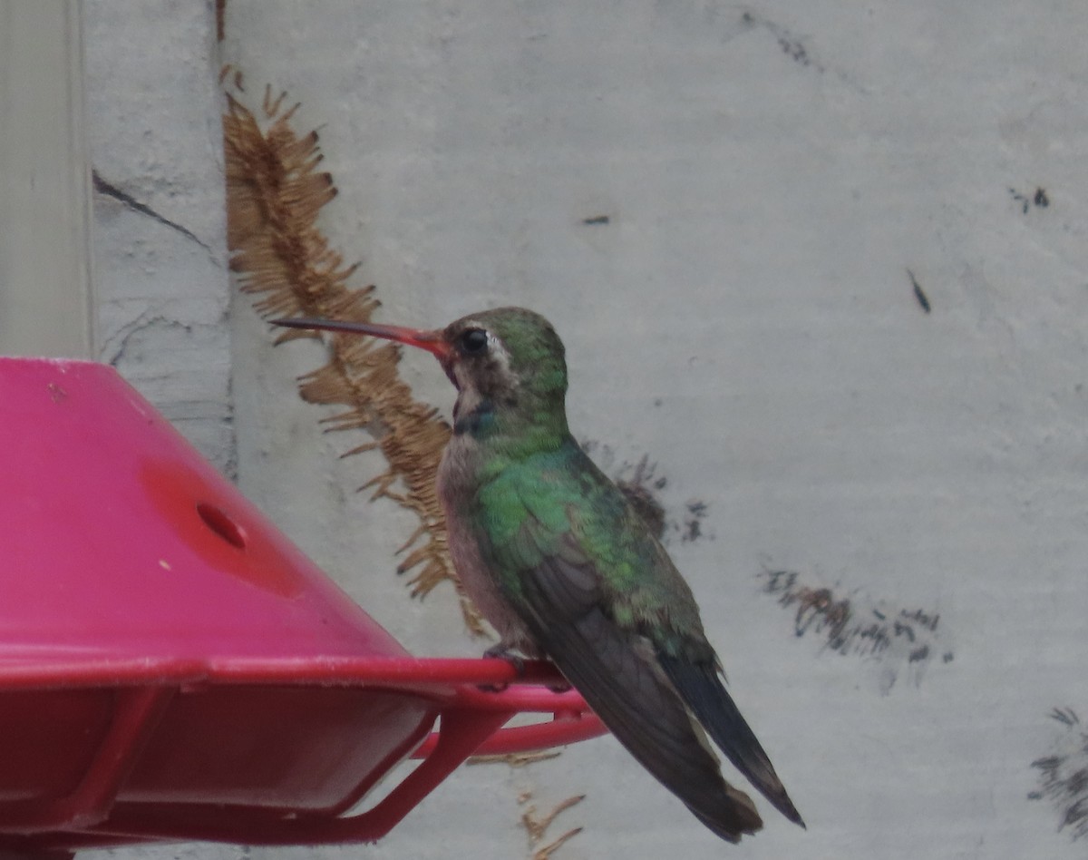 Broad-billed Hummingbird - ML609192557