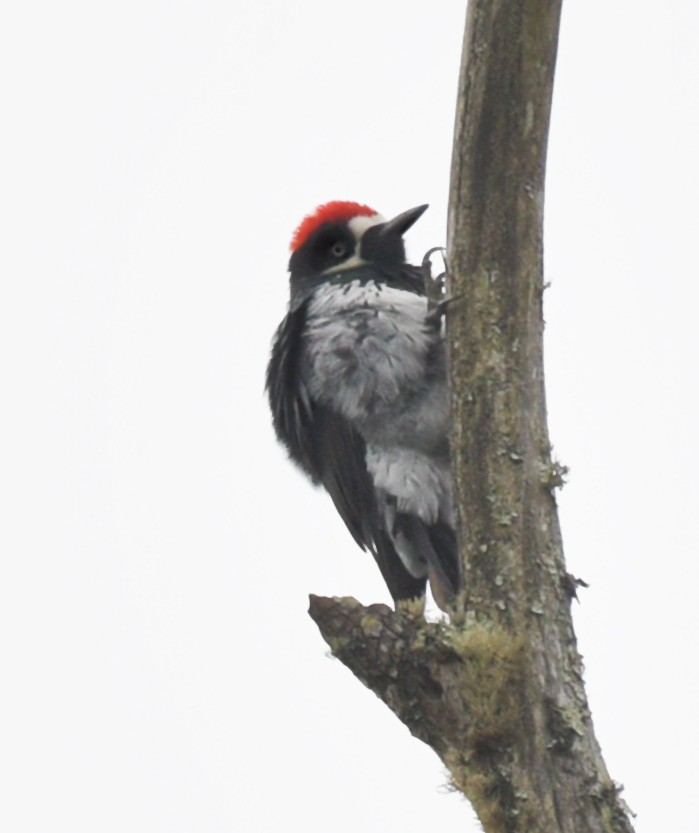 Acorn Woodpecker - ML609192559
