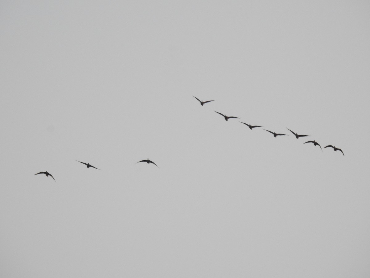Cackling Goose - ML609192564