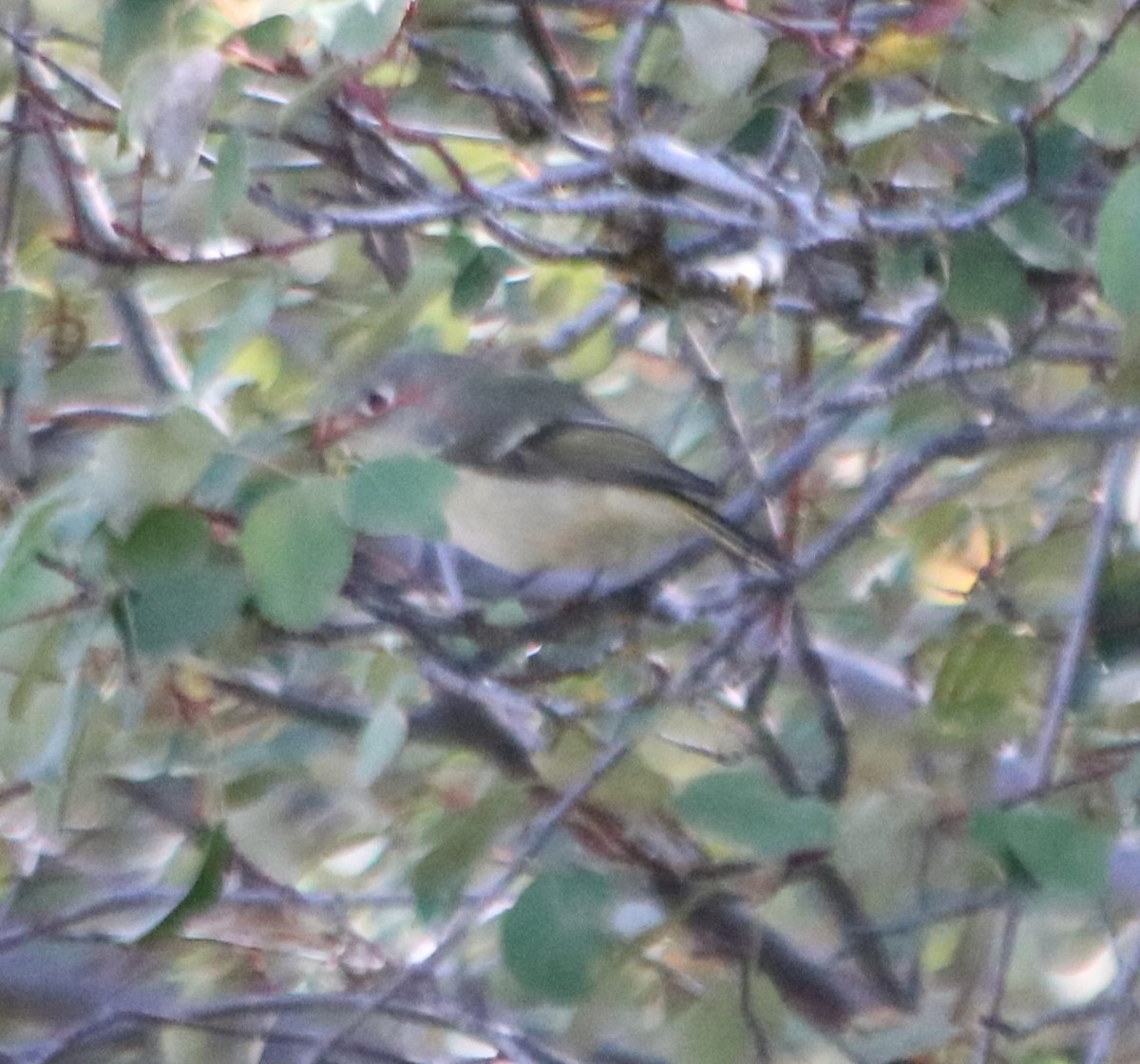 Ruby-crowned Kinglet - ML609192742