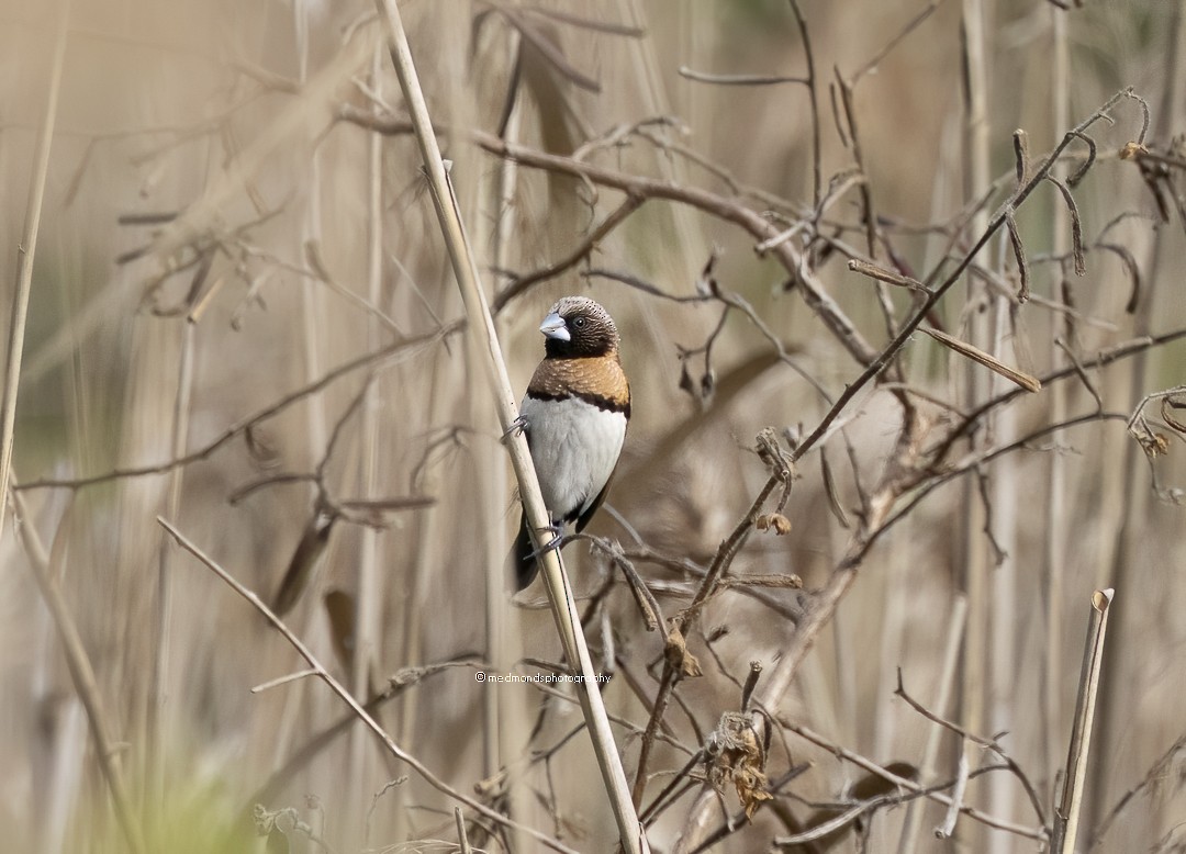 Chestnut-breasted Munia - ML609192744