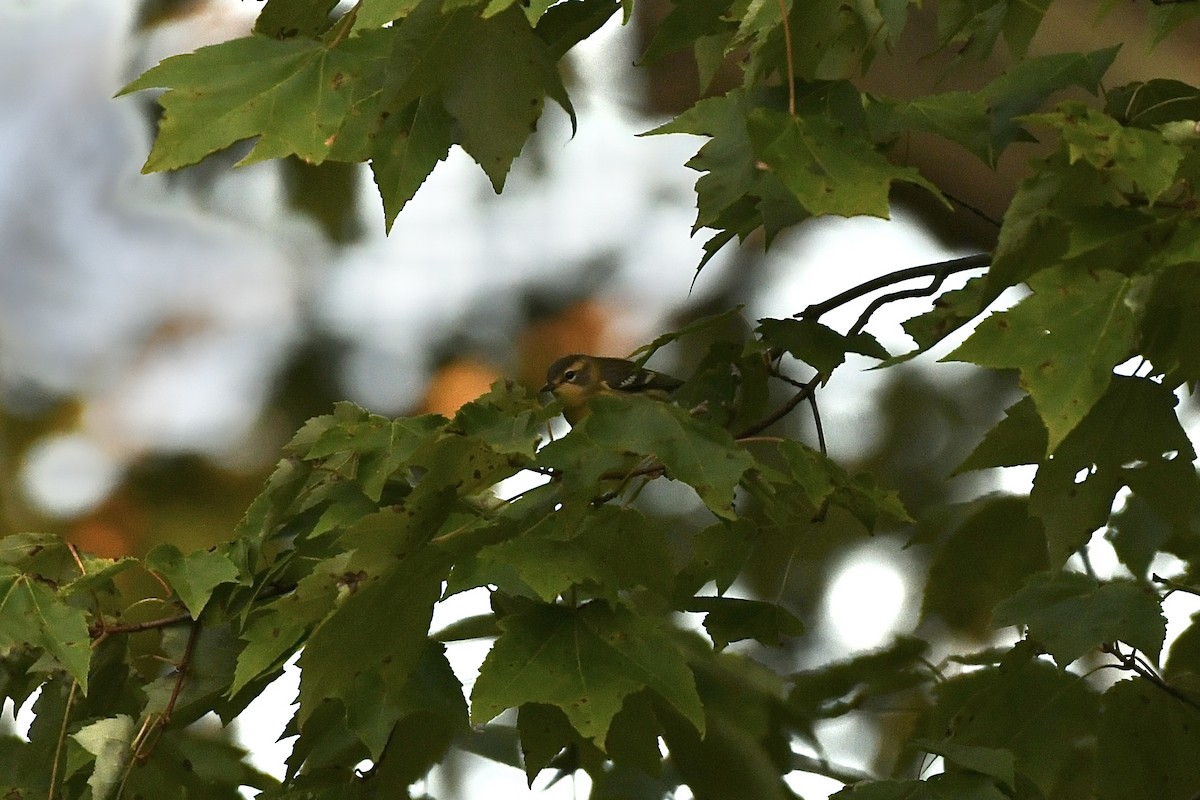 Blackburnian Warbler - ML609192754