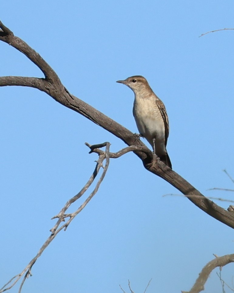 White-winged Triller - ML609192758
