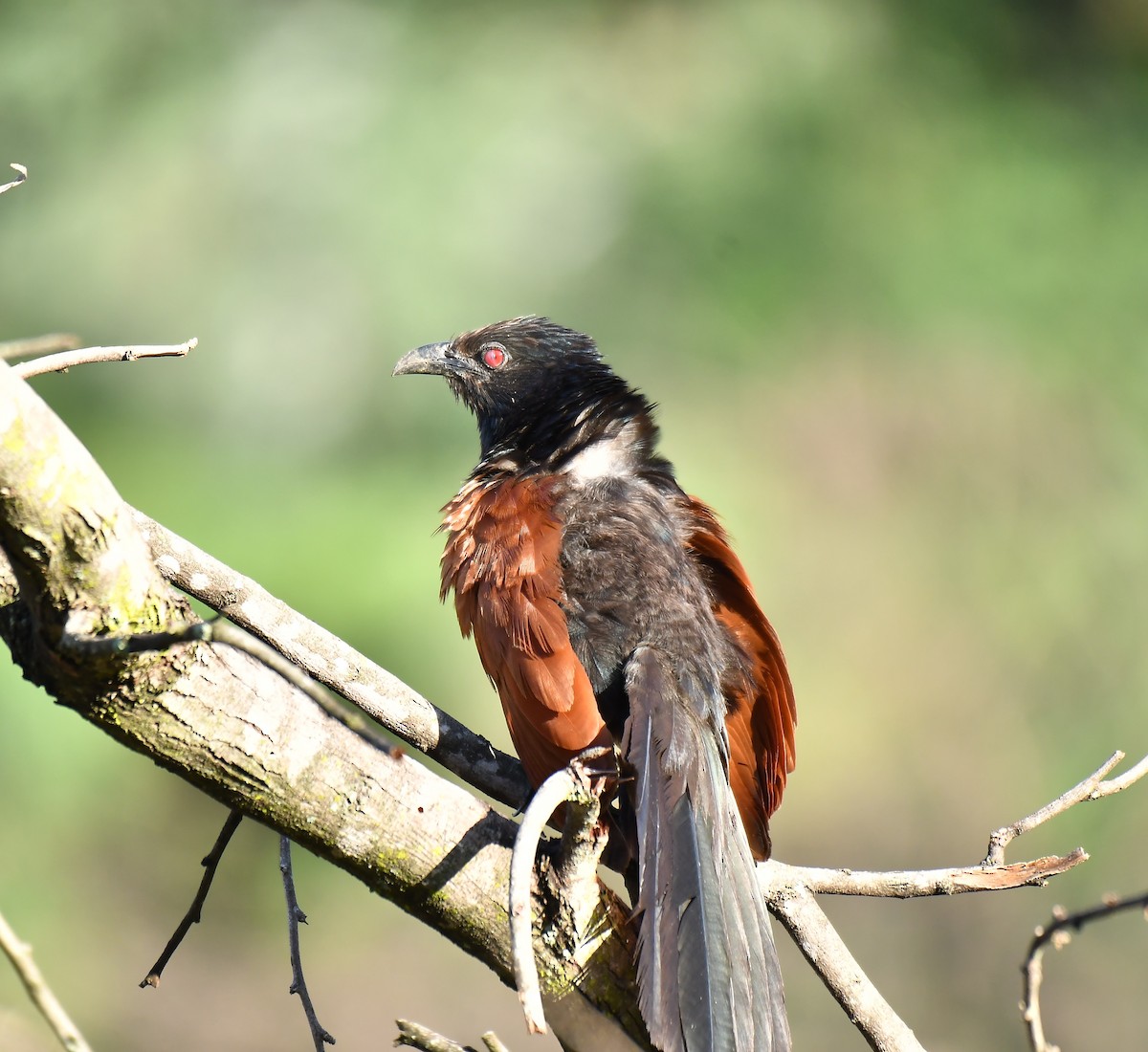 Greater Coucal - ML609193144