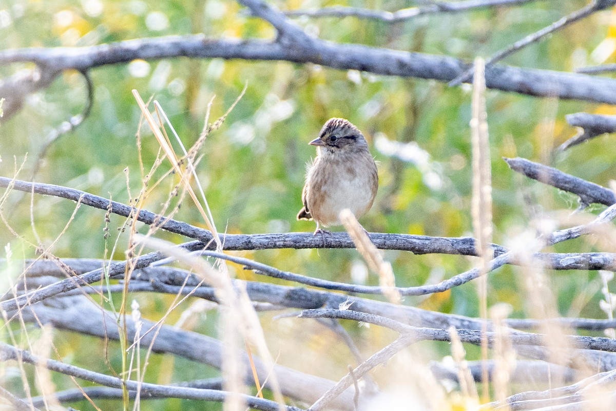 Swamp Sparrow at Saskatoon--Donna Birkmaier Park by Randy Walker