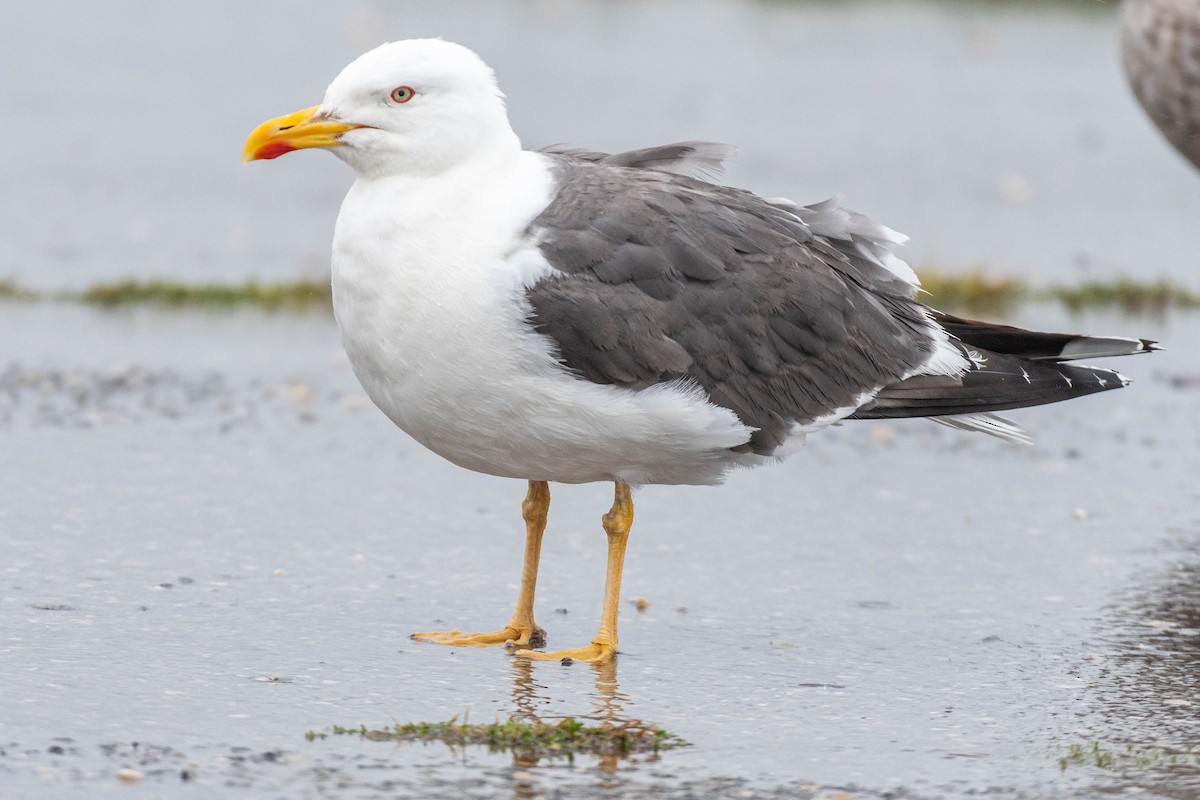 Lesser Black-backed Gull - ML609193217