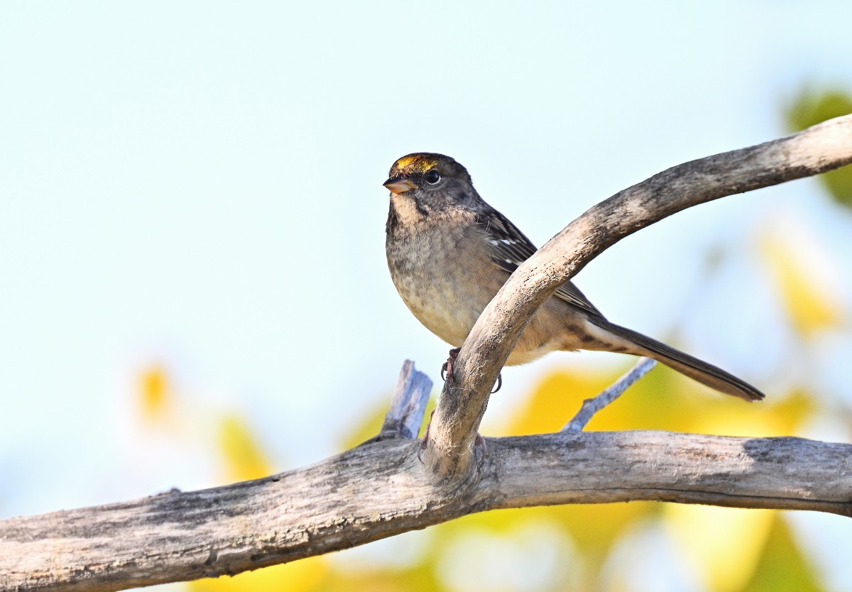 Golden-crowned Sparrow - ML609193221