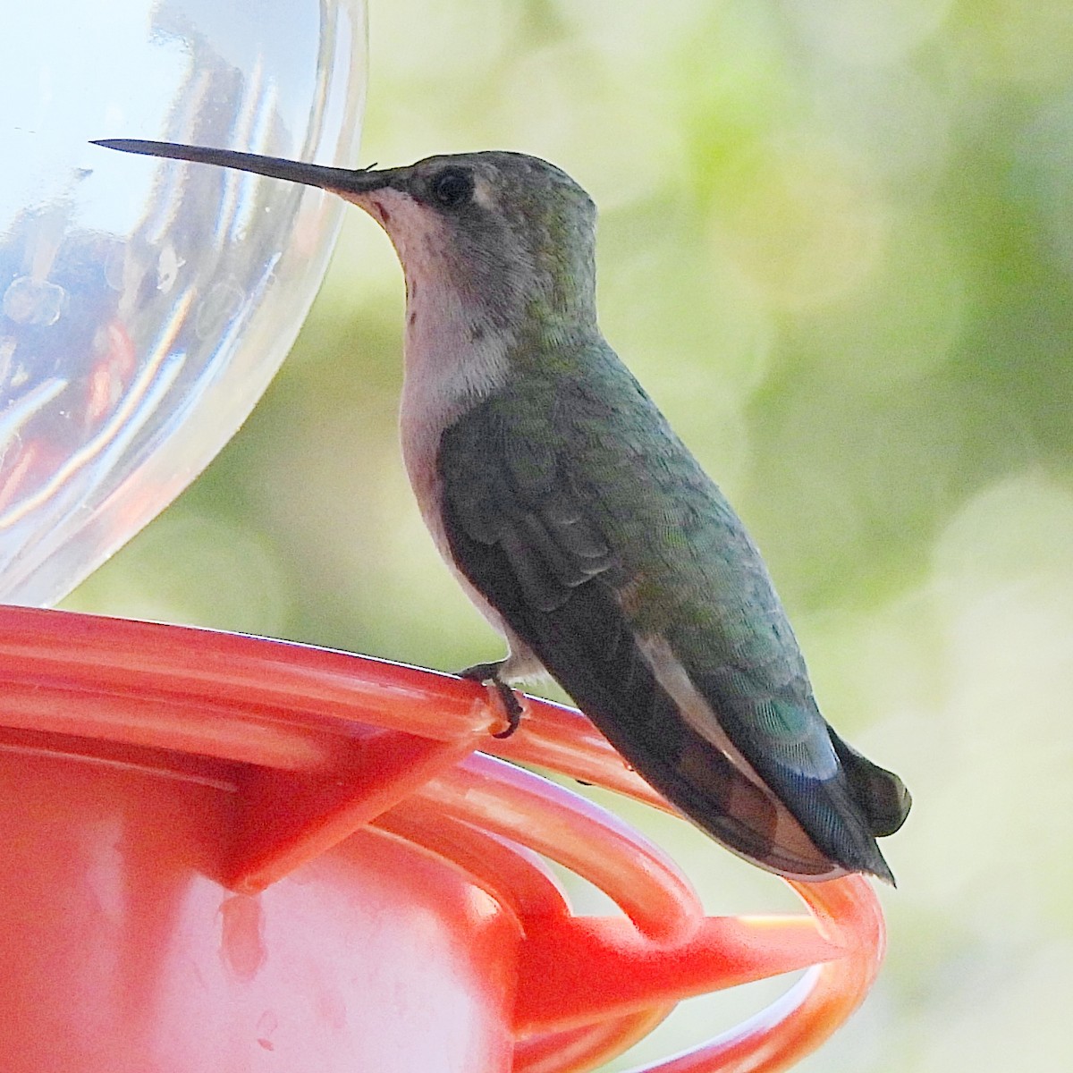 Black-chinned Hummingbird - ML609193241
