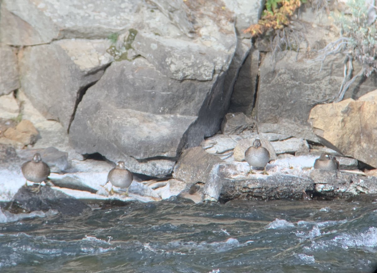 Harlequin Duck - ML609193251