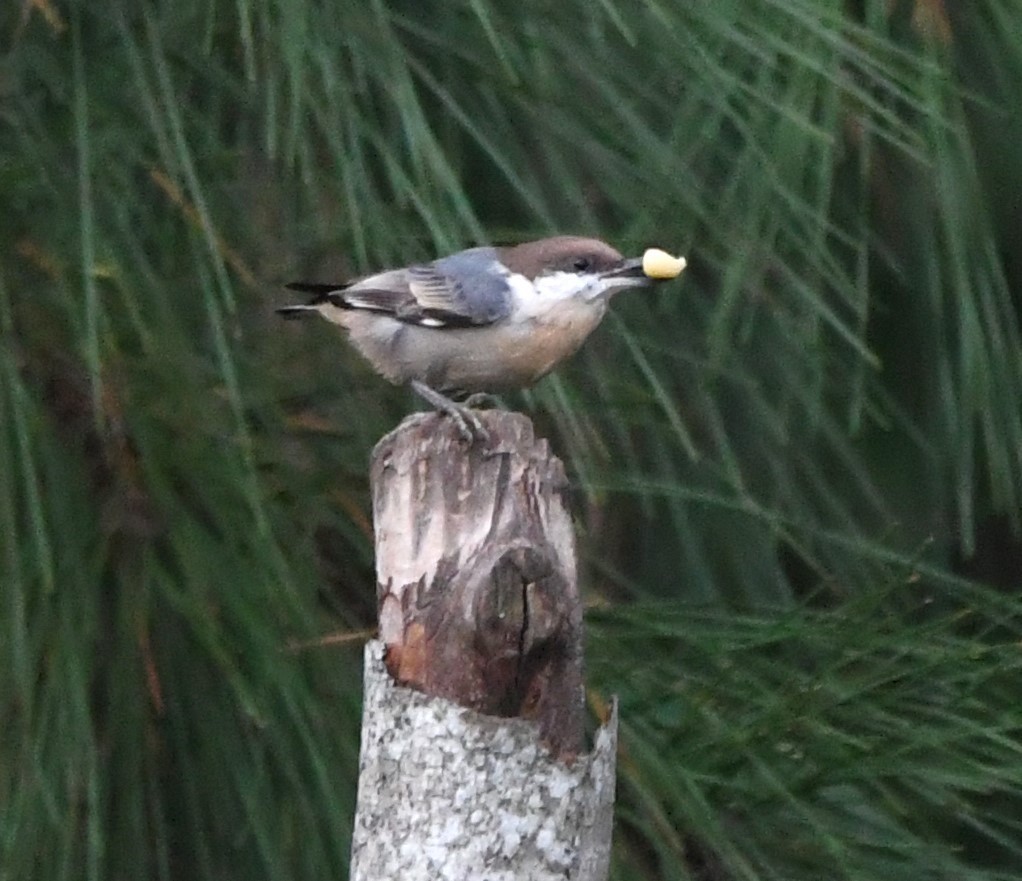 Brown-headed Nuthatch - ML609193422