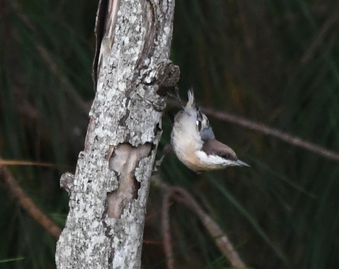 Brown-headed Nuthatch - ML609193442