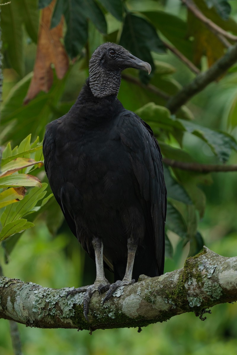 Black Vulture - ML609193536