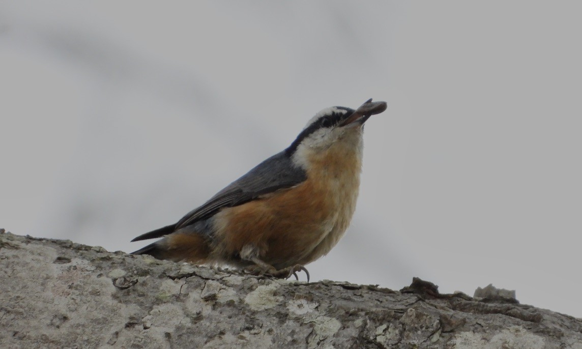Red-breasted Nuthatch - ML609193593