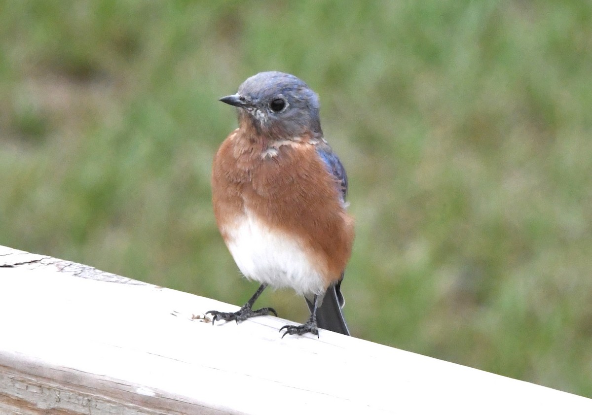 Eastern Bluebird - ML609193597