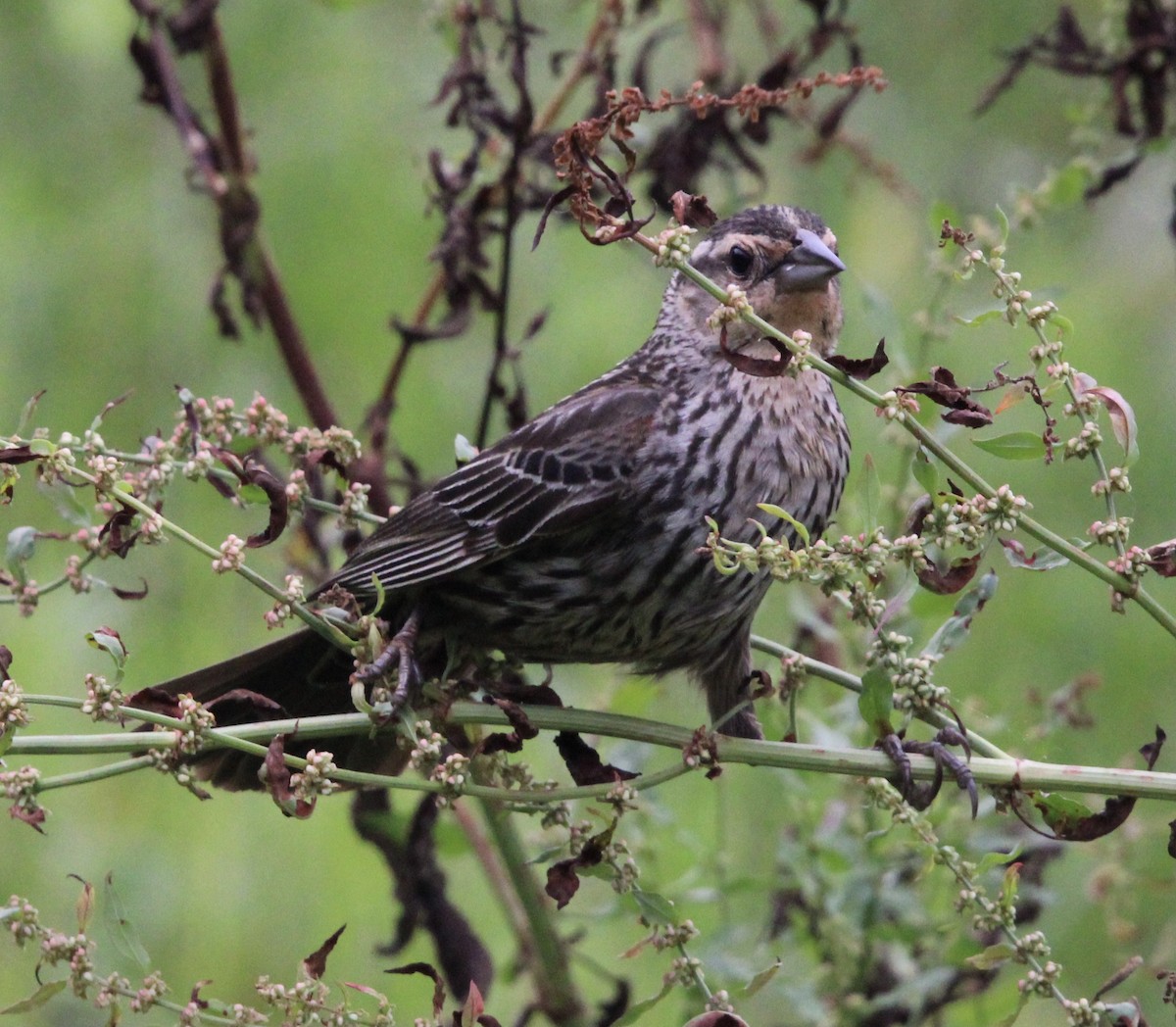 Red-winged Blackbird - Susan Wood