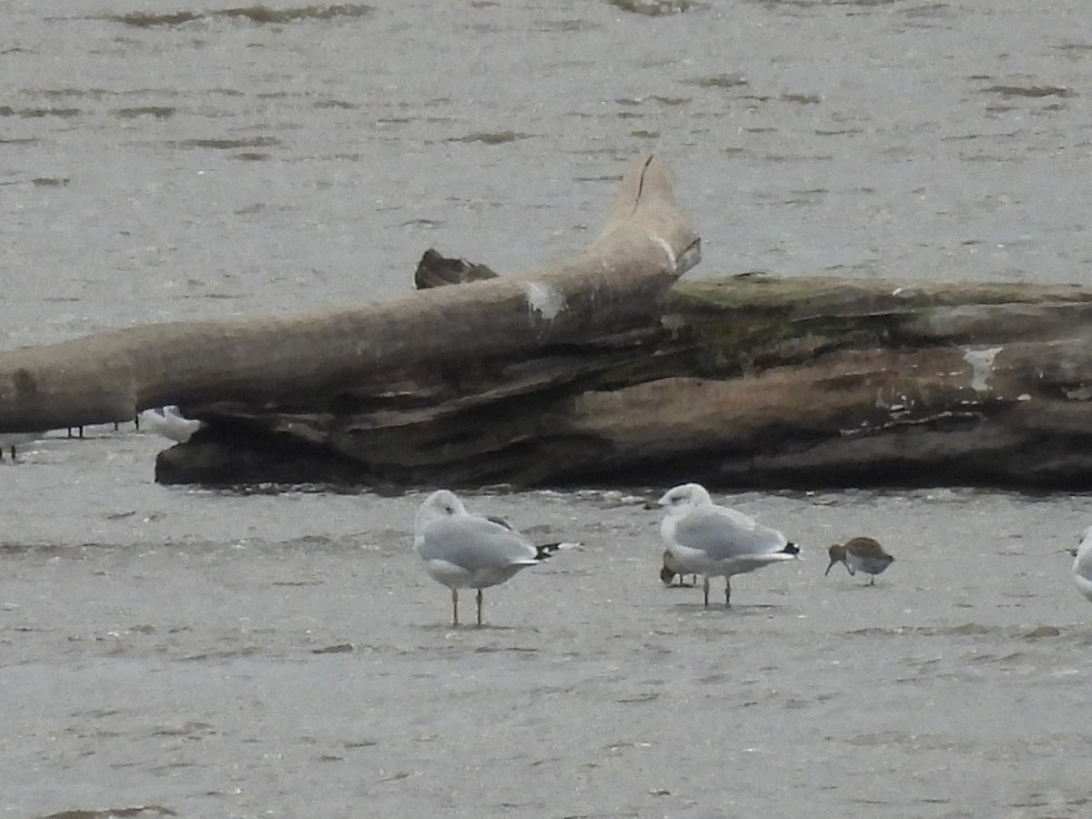 Lesser Yellowlegs - ML609193605