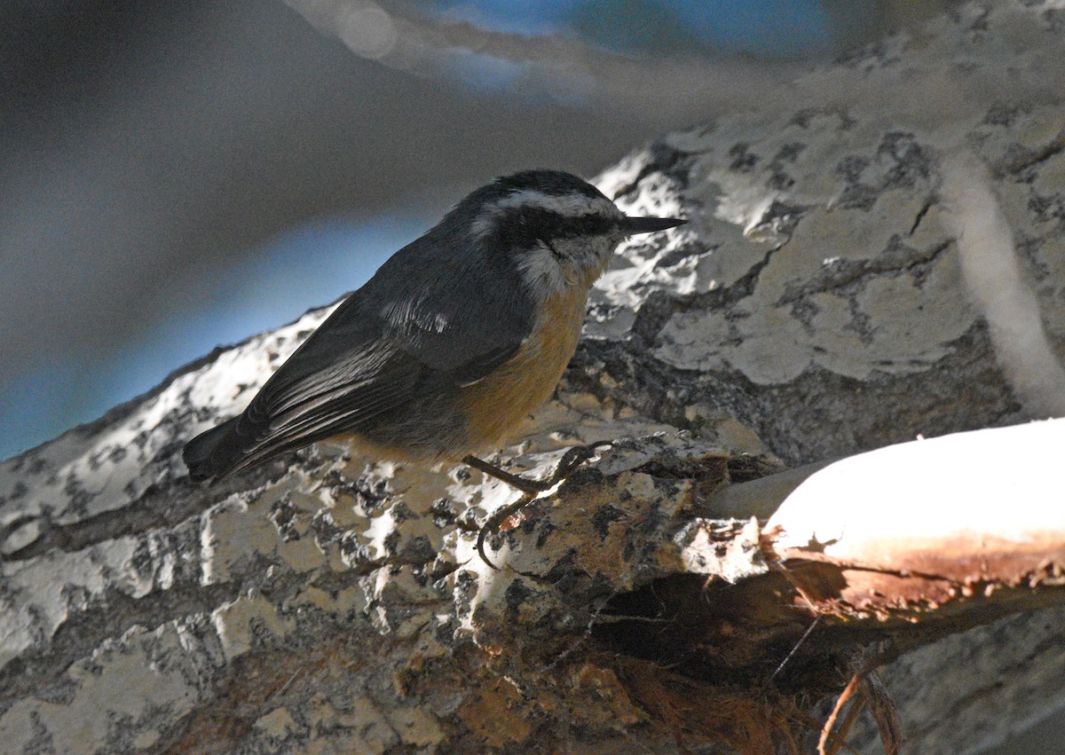 Red-breasted Nuthatch - ML609193607