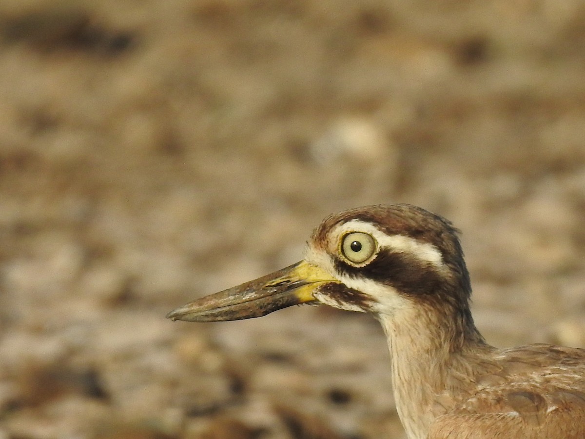 Great Thick-knee - ML609193760