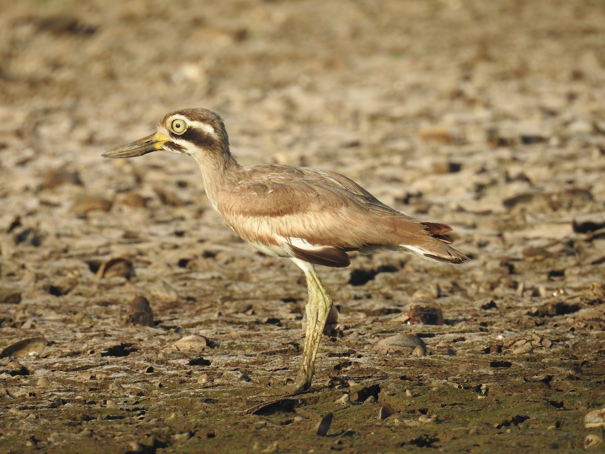 Great Thick-knee - ML609193762