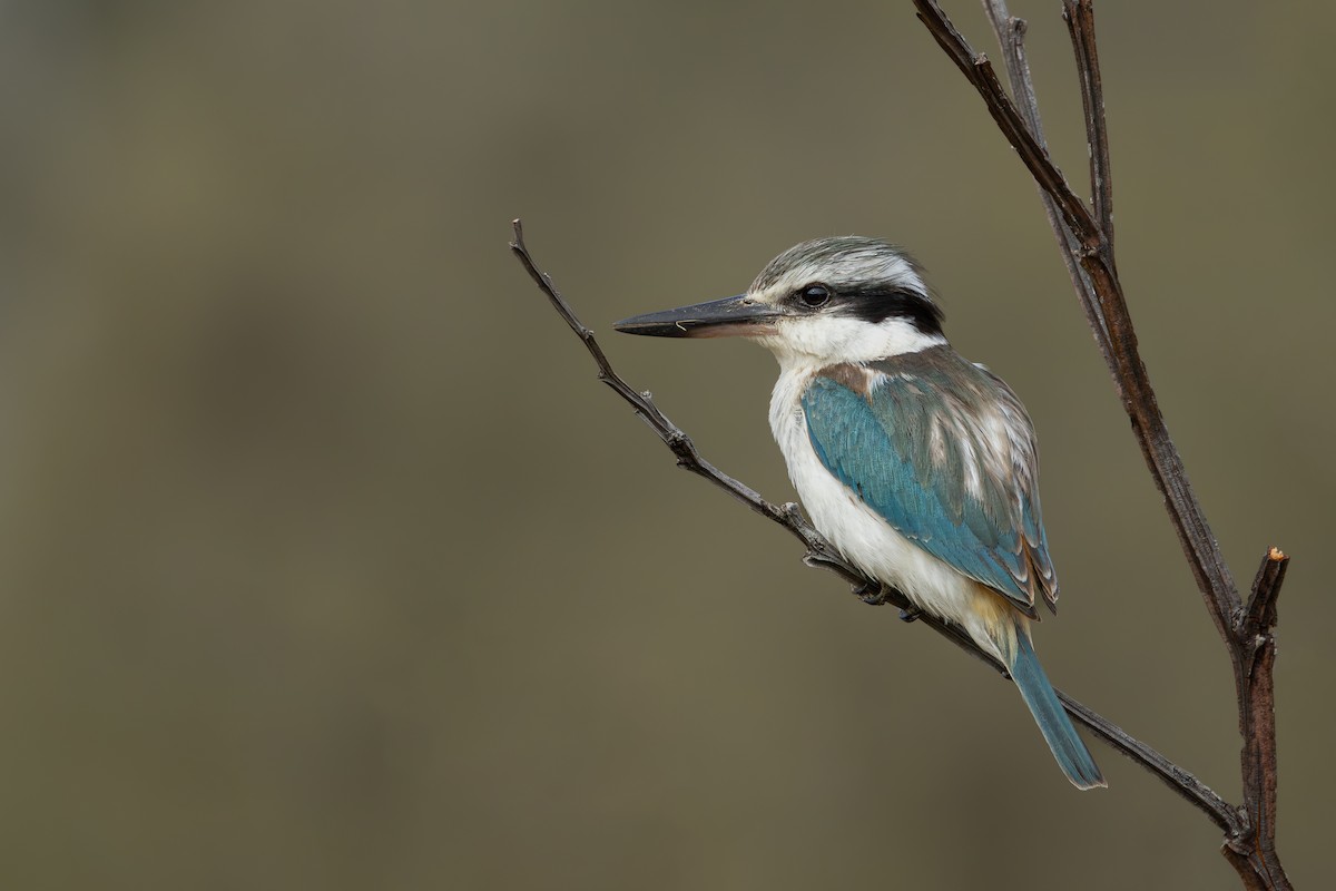 Red-backed Kingfisher - ML609193801