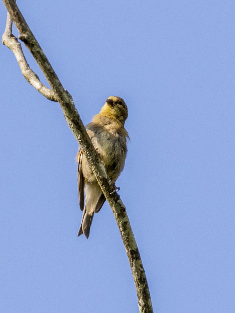 American Goldfinch - ML609194017