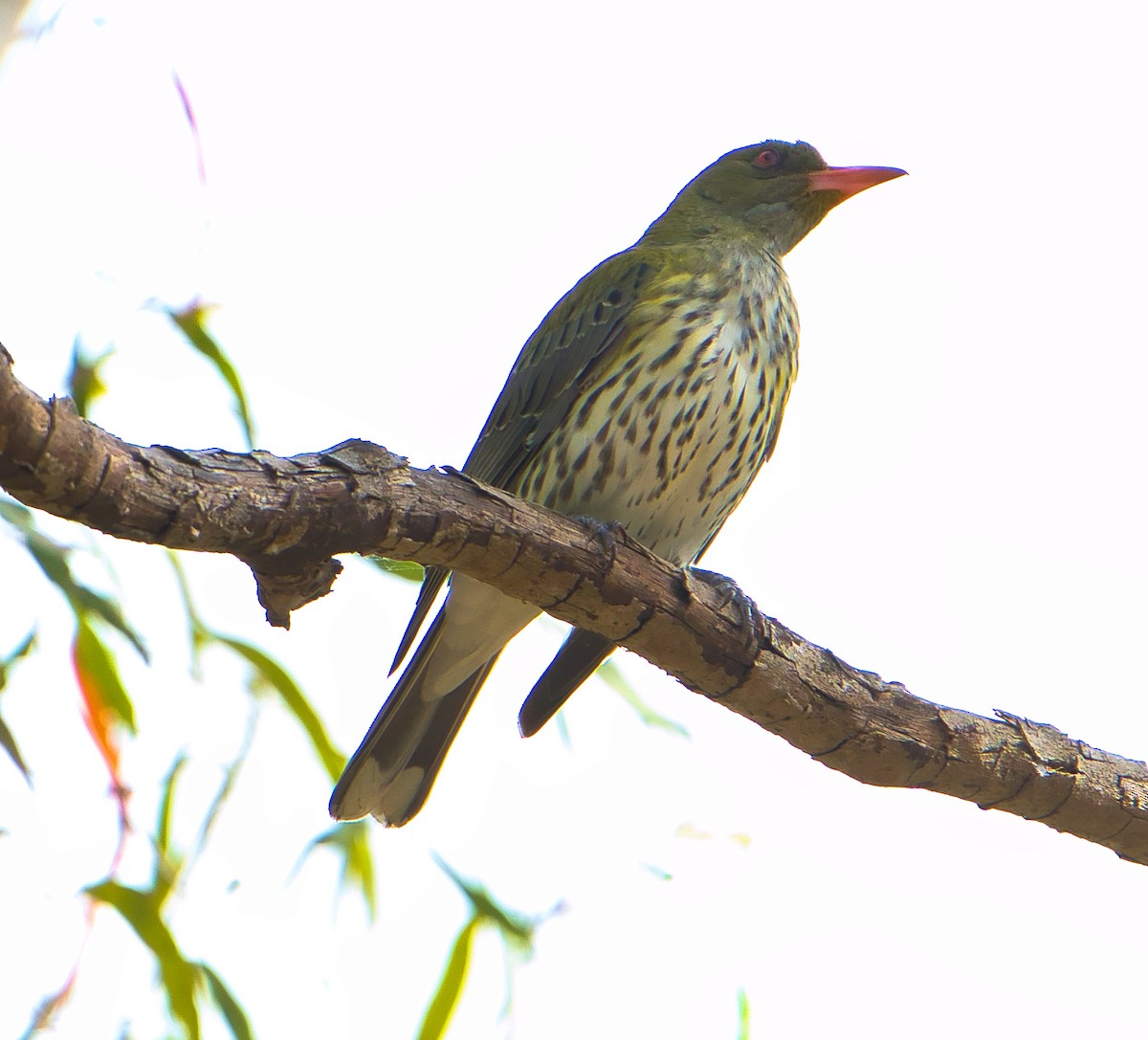 Olive-backed Oriole - ML609194023