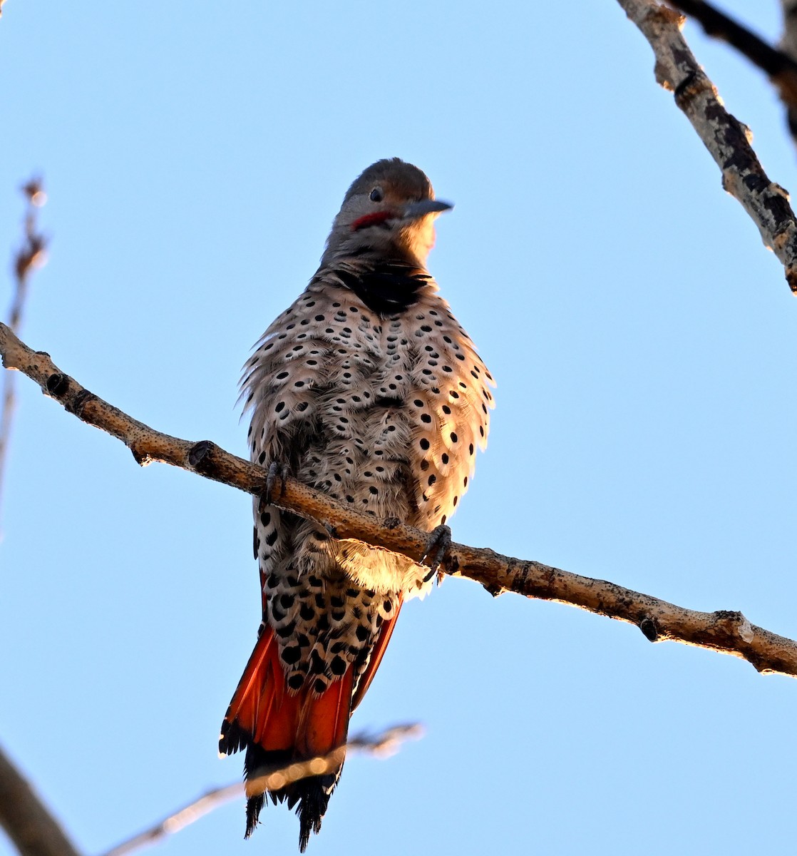 Pic flamboyant - ML609194188