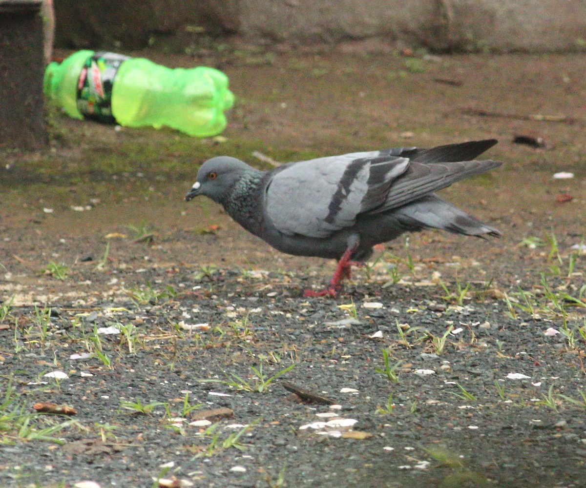 Pigeon biset (forme domestique) - ML609194219