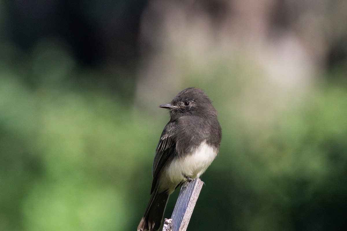 Black Phoebe - ML609194772