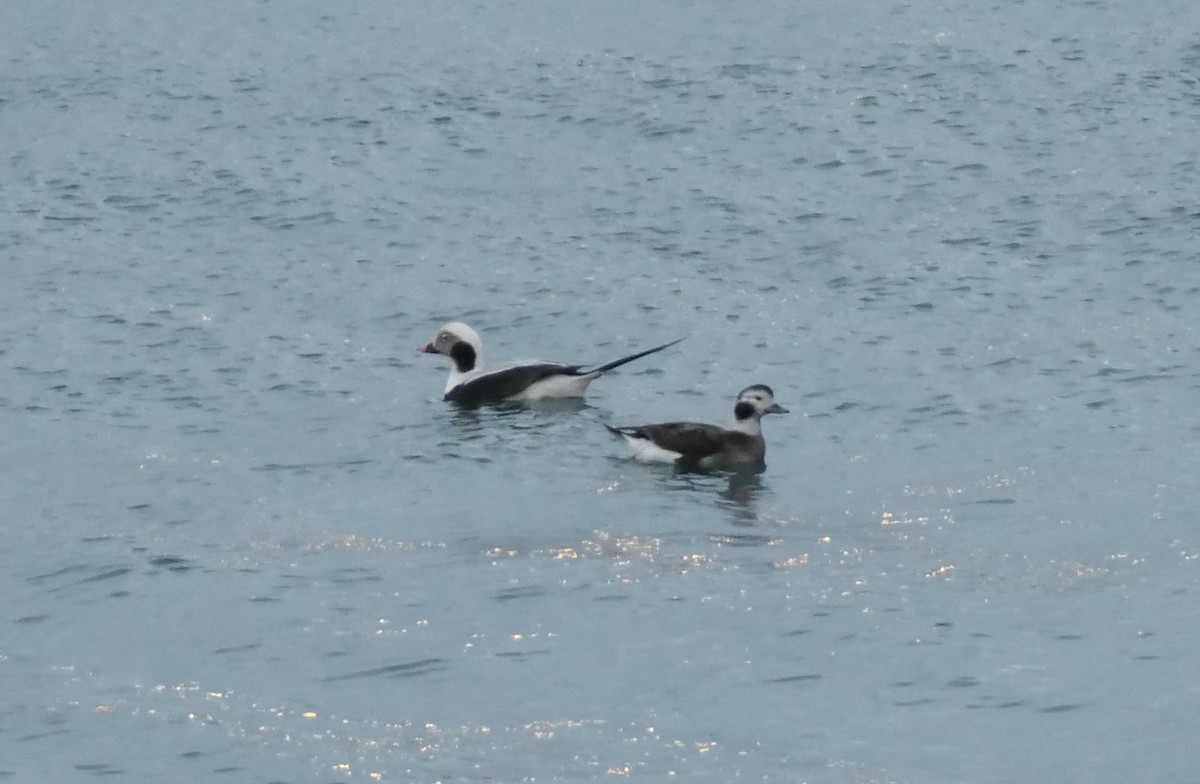 Long-tailed Duck - ML609194775