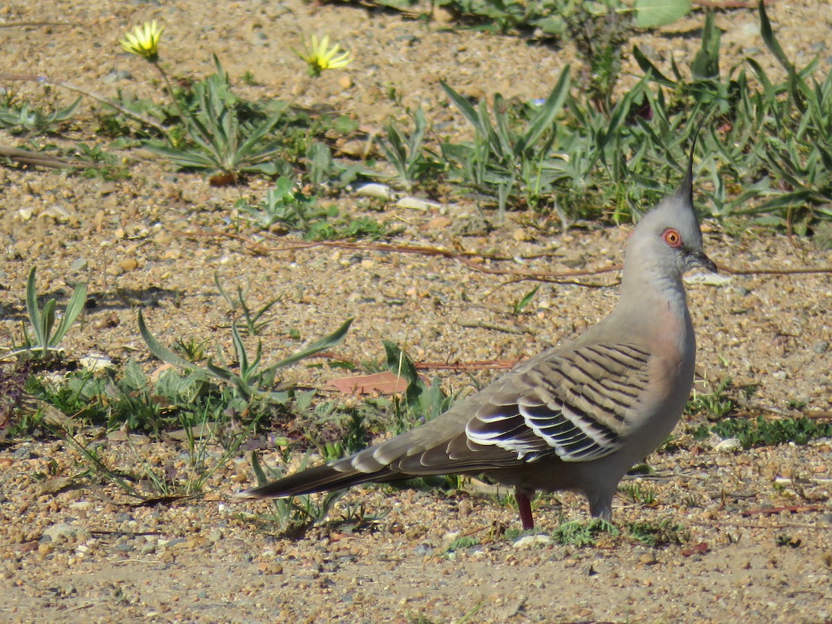 Crested Pigeon - ML609194780