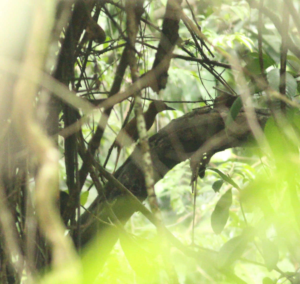 Rufous Woodpecker - ML609194785