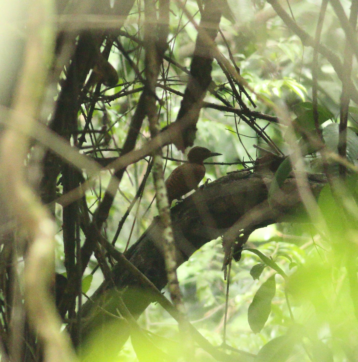 Rufous Woodpecker - ML609194787