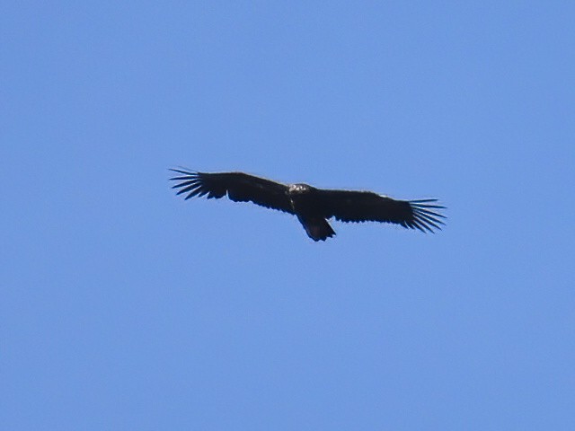 Cinereous Vulture - ML609194789