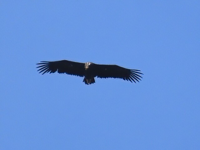 Cinereous Vulture - ML609194790
