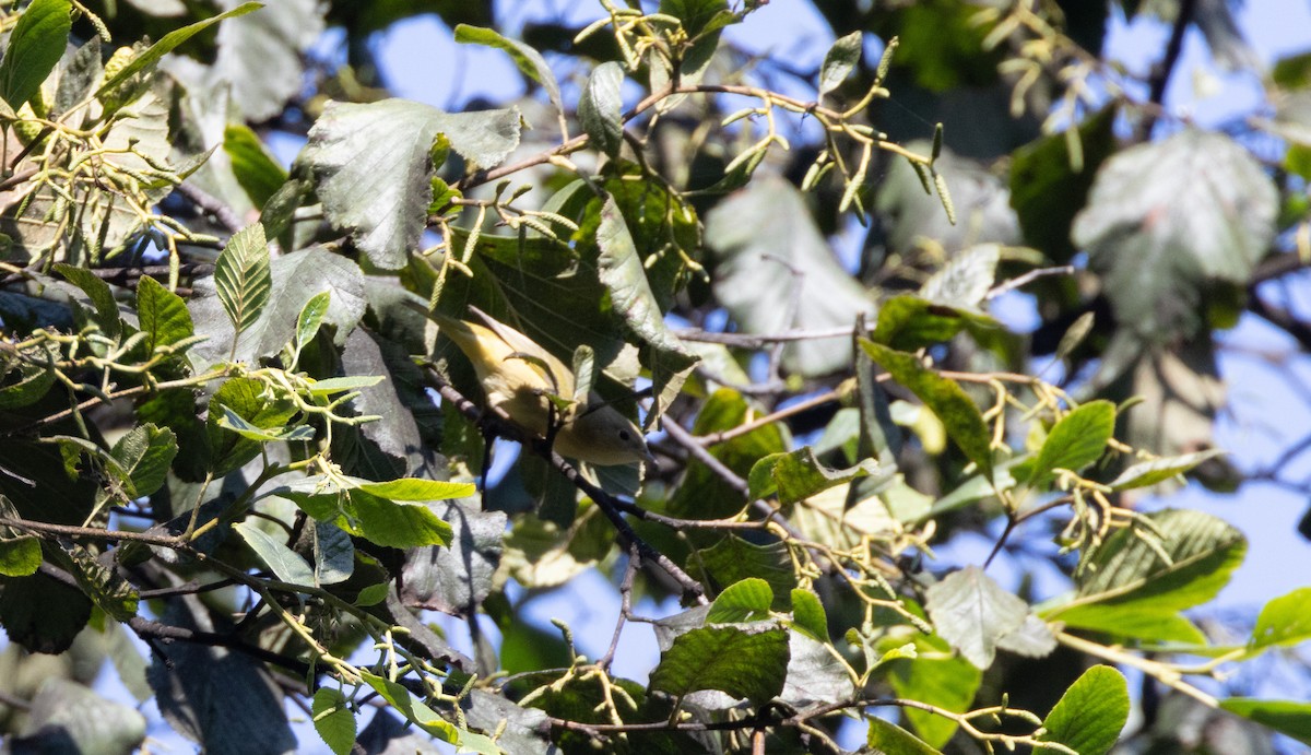 Nashville Warbler - ML609194791