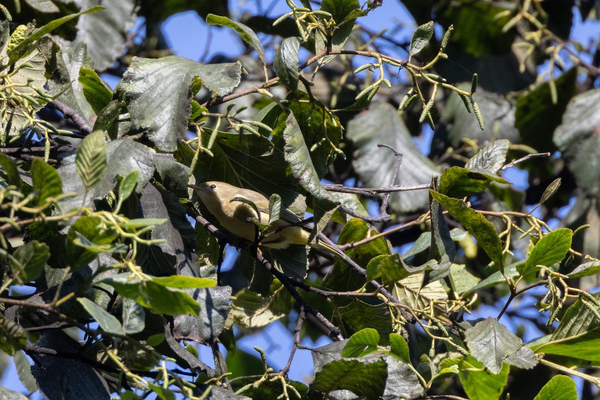 Nashville Warbler - ML609194794