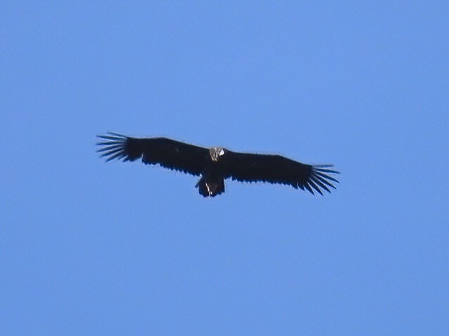 Cinereous Vulture - ML609194795