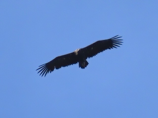 Cinereous Vulture - ML609194796