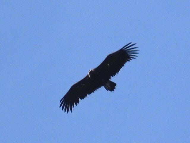 Cinereous Vulture - ML609194799